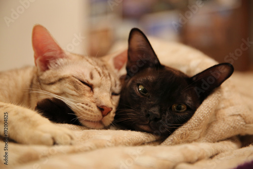 Tableau sur toile burmese cat and ocicat lying on the sofa