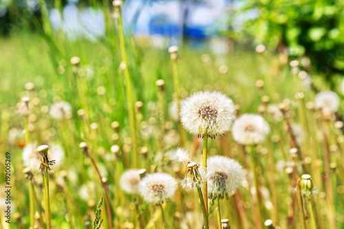 Fototapeta Naklejka Na Ścianę i Meble -  Wildflowers Dandelions. Spring Flowers