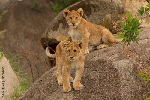 Two lion cubs (Panthera leo), standing on rock, Serengeti National Park, Robanda, Tanzania, Africa photo