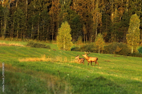 European red deer in autumn on the field during the mating season. A male with large horns.