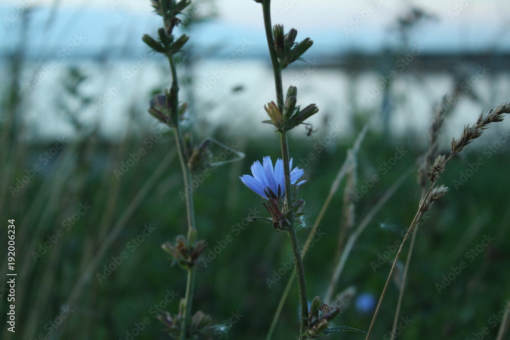 A gently blue little flower against the background of the waters of the bay, the sky and the coastal grasses A gently blue little flower against the background of the waters of the bay, the sky and the coastal grasses