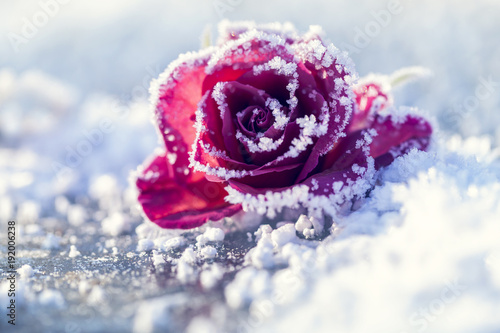 Rose im Schnee in einer makroaufnahme
