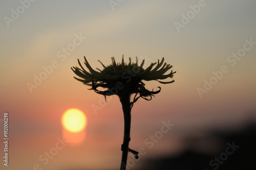Dandelion on sunset background