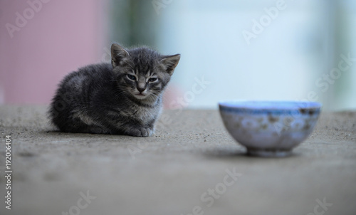 Little kitty © Bojanikus