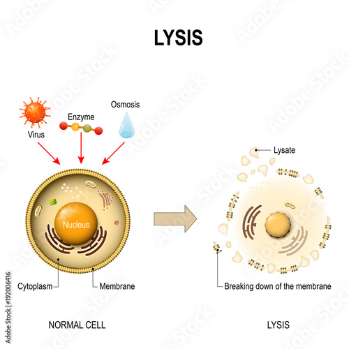 Lysis. healthy cell and lysed cell.