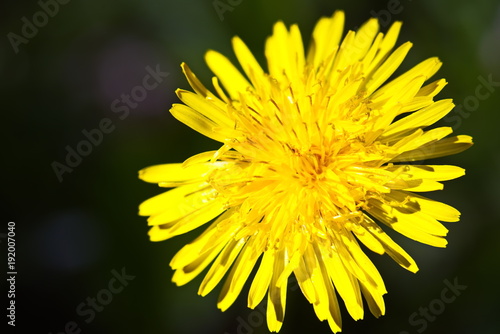 Fototapeta Naklejka Na Ścianę i Meble -  Wildflowers Dandelions. Spring Flowers