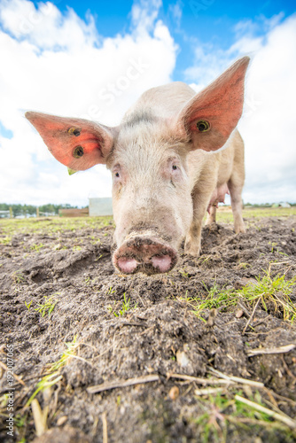 Pig on an organic farm in the uk © Ryan