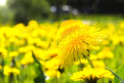 Fototapeta Naklejka Na Ścianę i Meble -  Wildflowers Dandelions. Spring Flowers