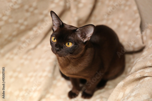 playfull burmese cat