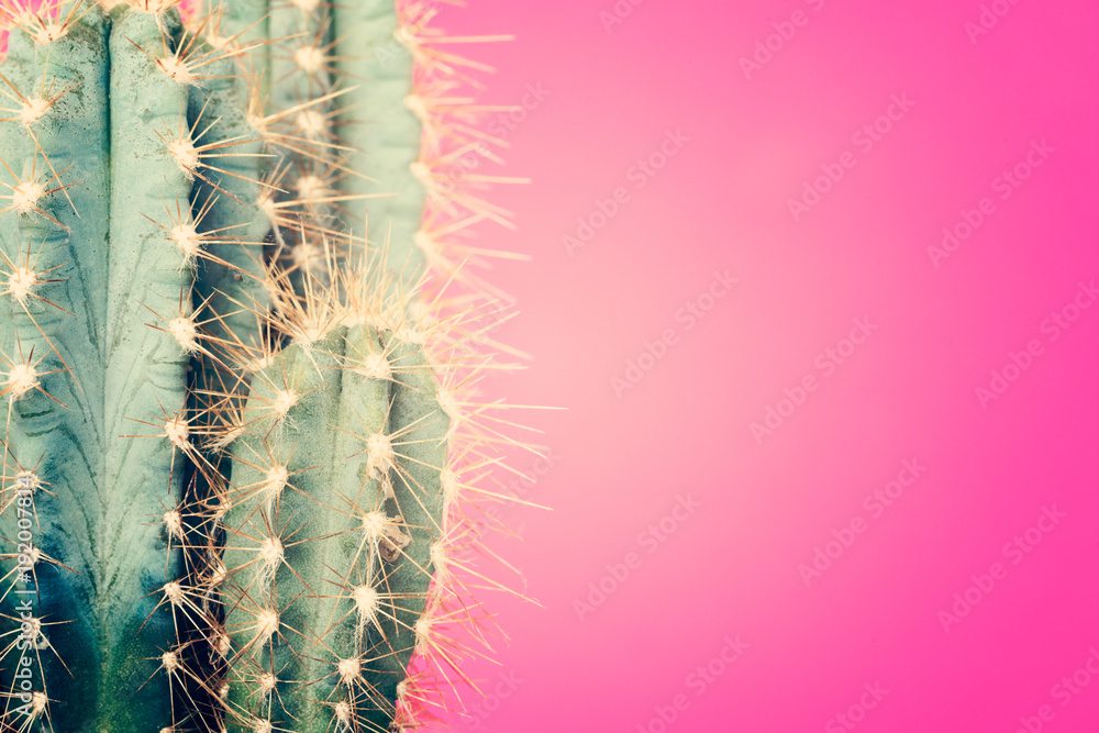 © andreaobzerova - Cactus plant close up. Trendy pastel coloured minimal background with cactus plant.