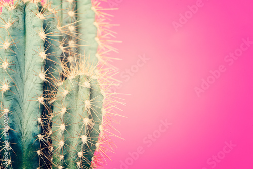 Cactus plant close up. Trendy pastel coloured minimal background with cactus plant.