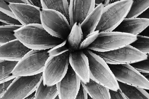cactuses. black and white concept