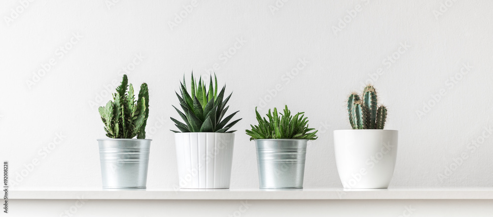Fototapeta Zbiór różnych kaktusów i sukulentów w różnych doniczkach. Doniczkowe kaktusa domu rośliny na białej półce przeciw biel ścianie.