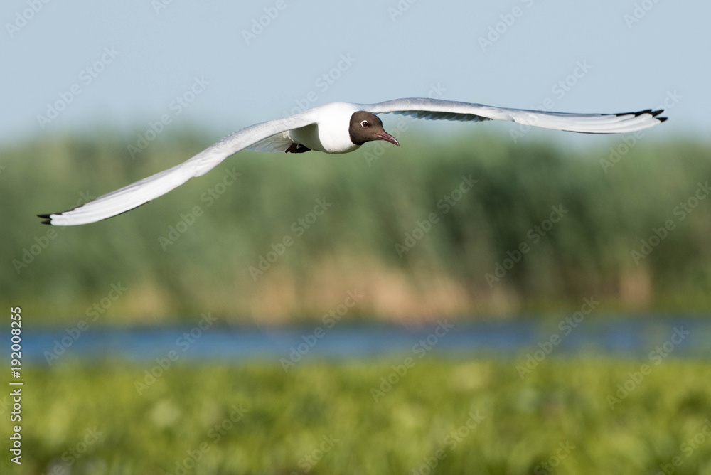 Black Headed Gull (Chroicocephalus ridibundus) Black Headed Gull (Chroicocephalus ridibundus)