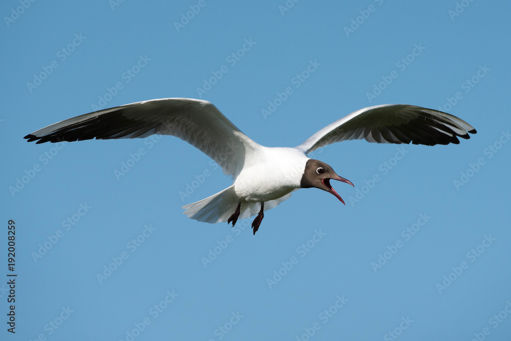 Black Headed Gull (Chroicocephalus ridibundus) Black Headed Gull (Chroicocephalus ridibundus)