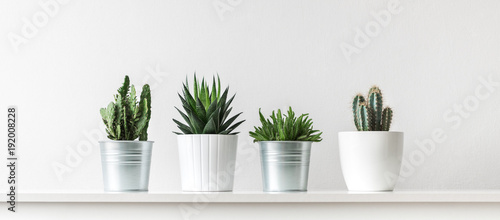 Plakat Zbiór różnych kaktusów i sukulentów w różnych doniczkach. Doniczkowe kaktusa domu rośliny na białej półce przeciw biel ścianie.