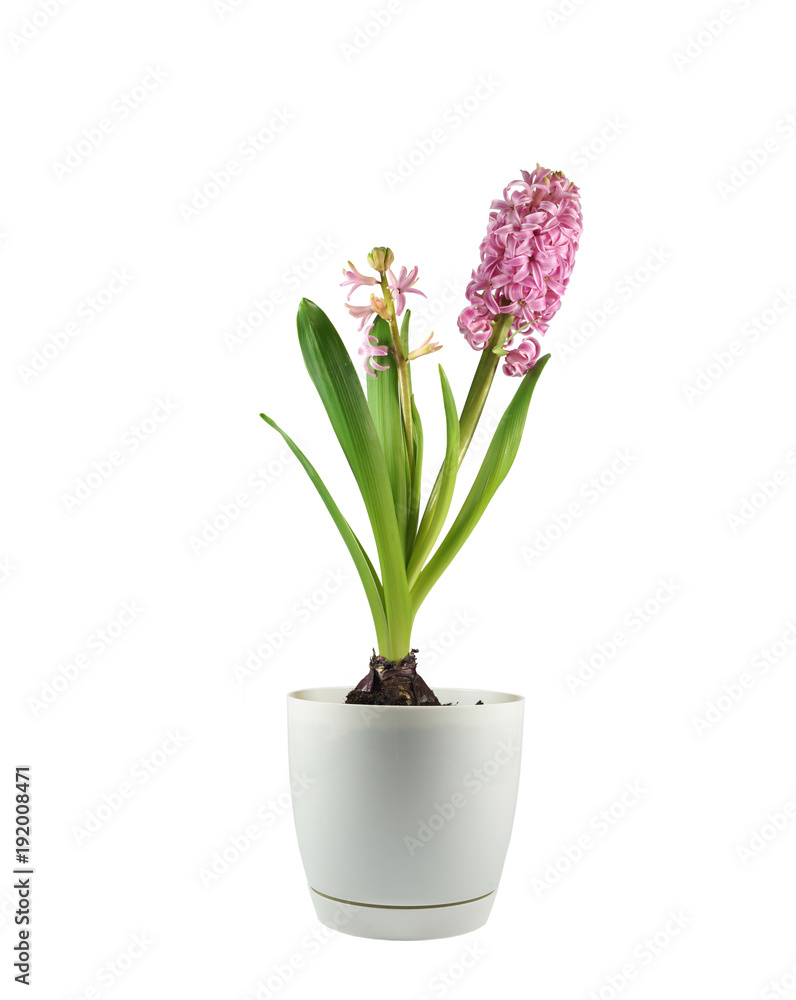 Hyacinth in a pot, the phase before full flowering
