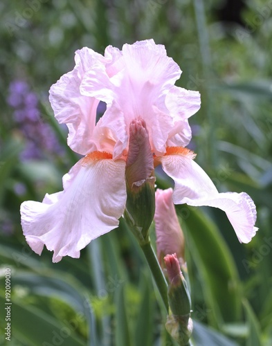 Pink iris in Spring