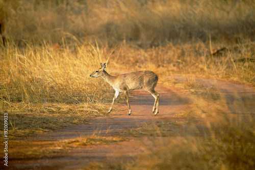 Four Horned Antelope, Tetracerus quadricornis or chousingha, Bandhavgarh Tiger Reserve