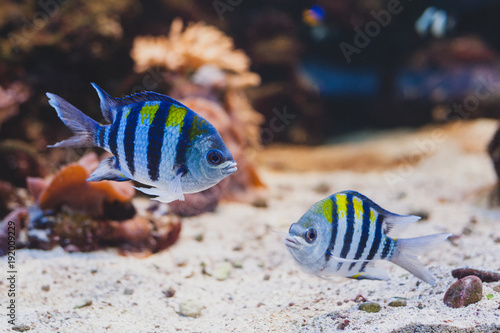 Aquarium fish - sergeant major or píntano. Abudefduf saxatilis.