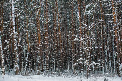 Winter forest. The branches of the pine are covered with snow. © dmshpak