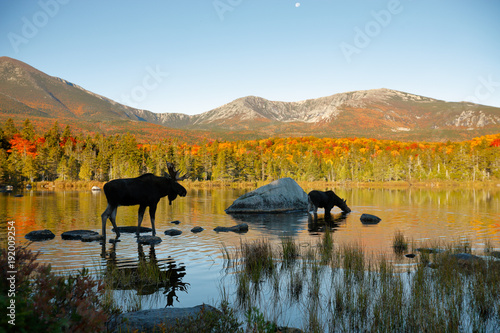 Two moose photo