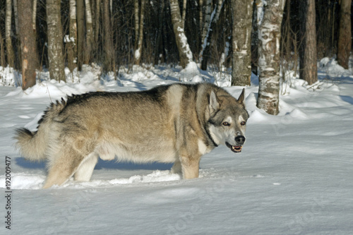 West Siberian Laika  in the winter forest in the snow.