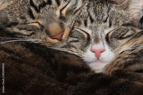 Zwei schlafende, schmusende katzen
