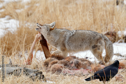 Coyote photo