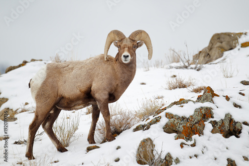 Bighorn Sheep