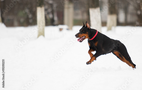 doberman dog runs through the snow in the winter