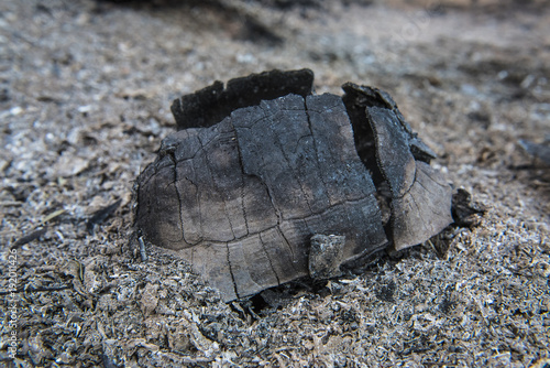 Angulate tortoise killed in fire in the forest