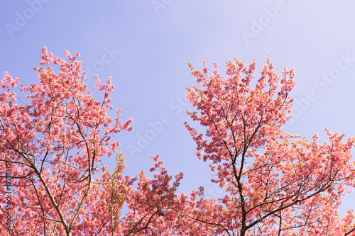 Pink sakura flowers,Beautiful cherry blossom sakura in spring time over blue sky background.