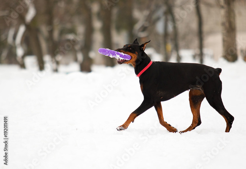 doberman dog runs through the snow in the winter