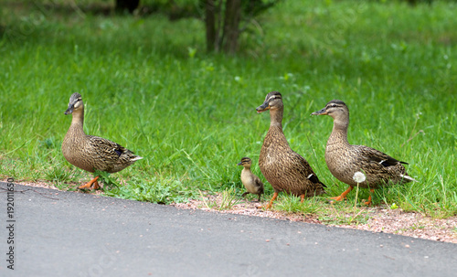 the ducks cross the road © abramovphoto