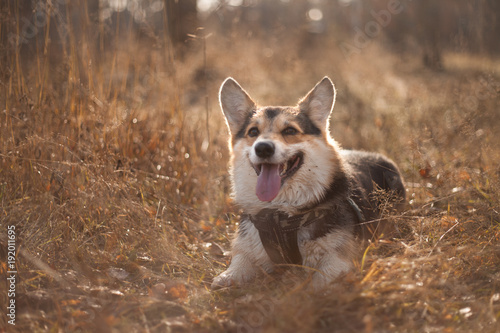 welsh corgi pembroke dog in the field photo