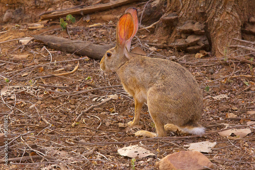 Indian Hare, Lepus nigricollis, Bandhavgarh Tiger Reserve, Madhya Pradesh photo