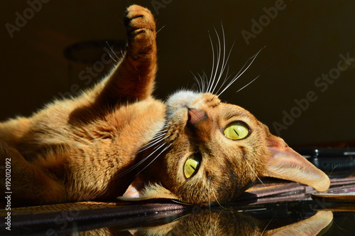 Abyssinian cat