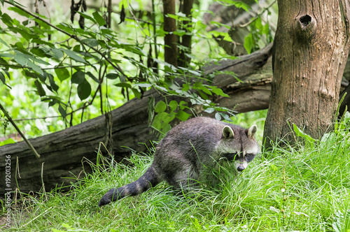 Raccoon in the wild forest photo
