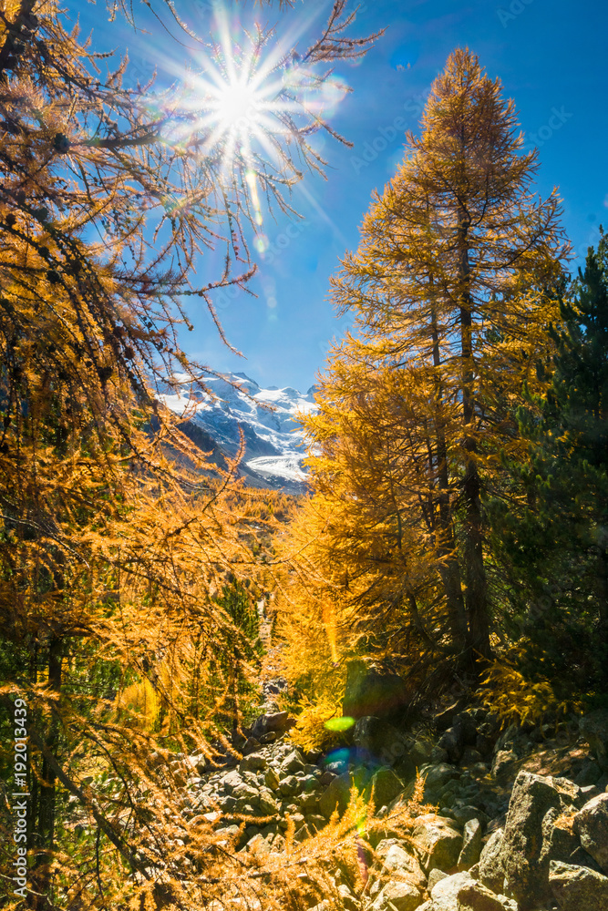 Gelbe Lärchen im Val Morteratsch mit türkisfarbenem Gletschersee, Pontresina, Schweiz