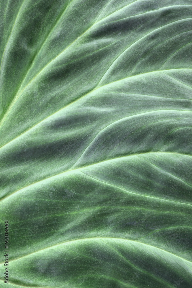 Leaf Trends Leaf Trends