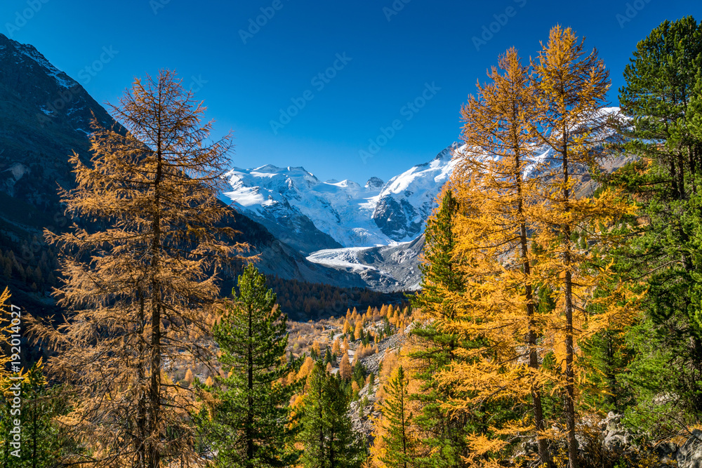 Morteratschgletscher eingebettet in gelben Lärchen, Pontresina, Schweiz