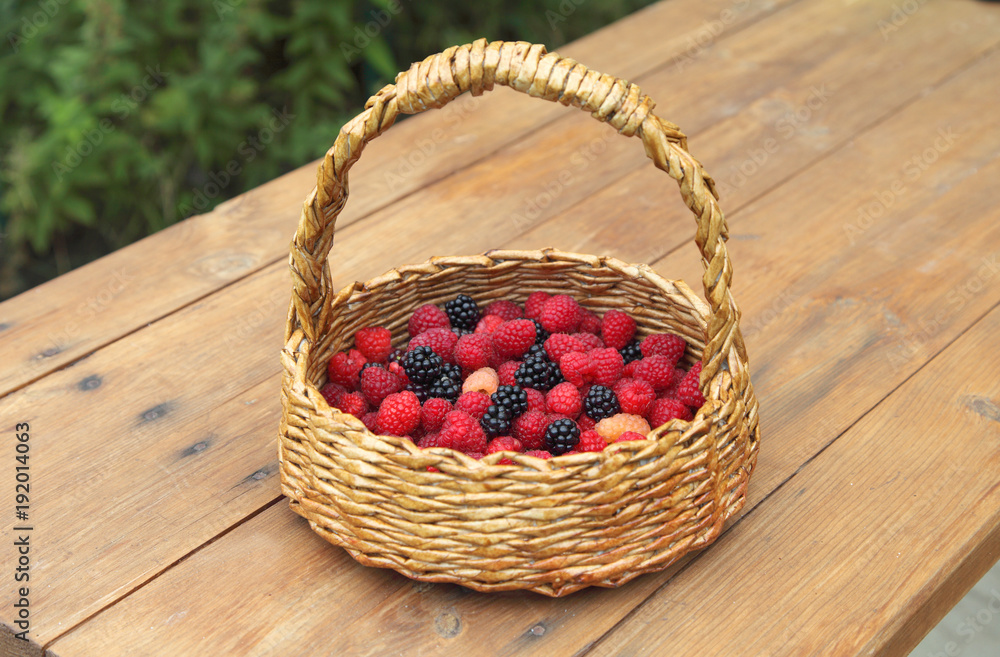 Raspberries and blackberries lie in a wicker basket after harvesting. Tasty, sweet, juicy berries for vegetarian food are grown in an organic garden.