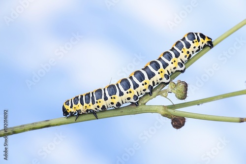 Lettuce shark moth caterpillar, Cucullia lactucae photo