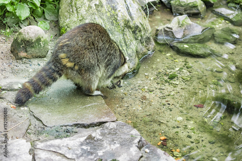 Raccoon at a creek photo