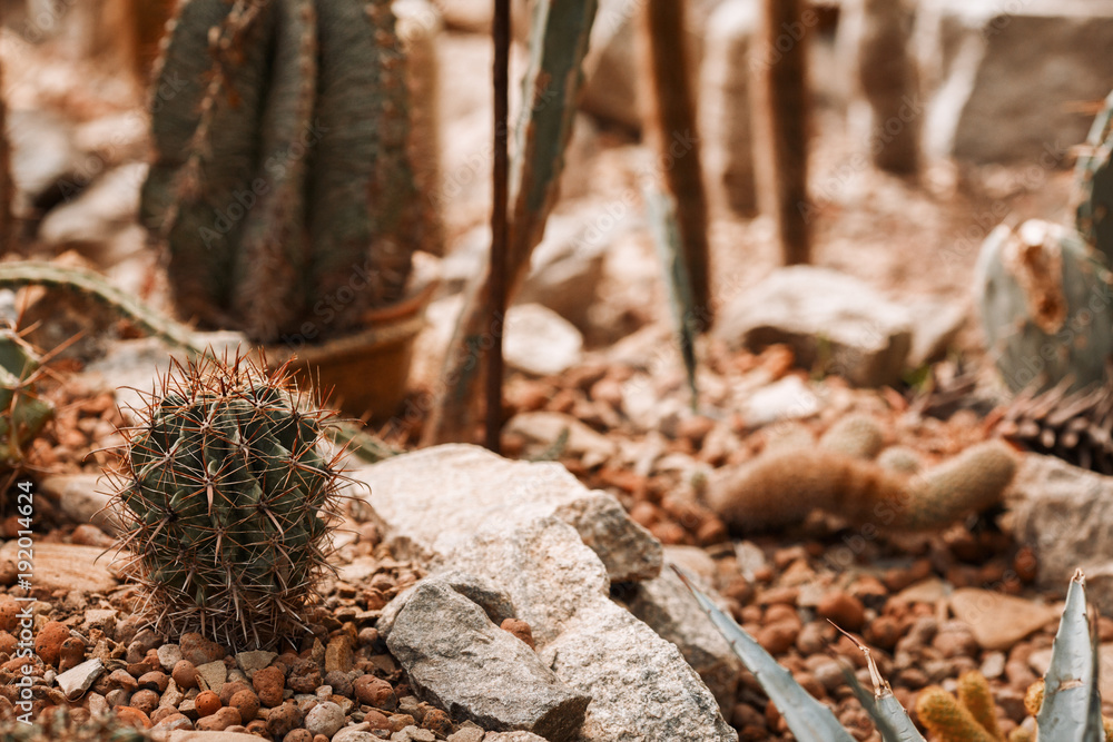 cacti in the botanical garden