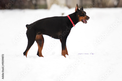 doberman dog in the winter