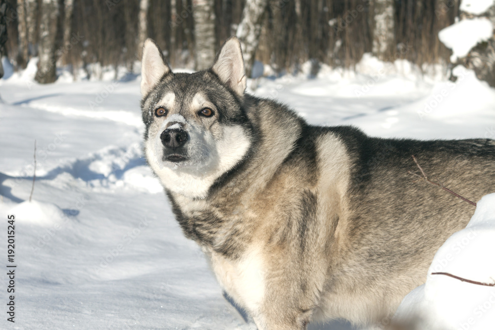 The West Siberian Laika, in the winter forest, looks into the eyes.