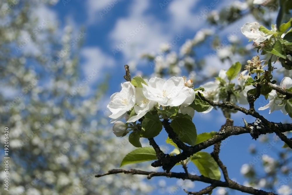 Fotografie Apfelblüten