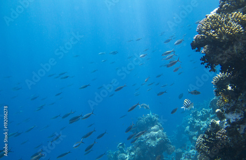 Fototapeta Naklejka Na Ścianę i Meble -  coral colony on a reef